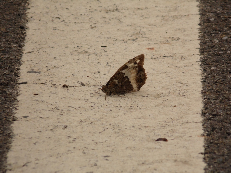 Lepidotteri pista ciclabile Arluno-Boffalora